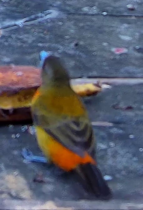 Thraupidae family