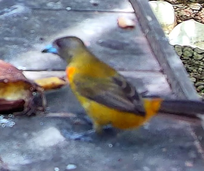 Flame-rumped Tanager