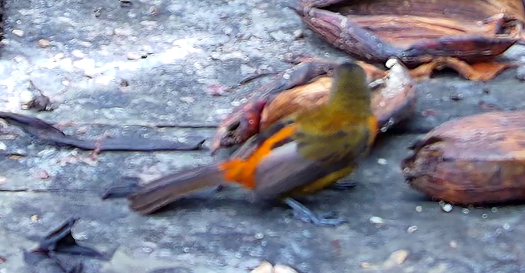Flame-rumped Tanager