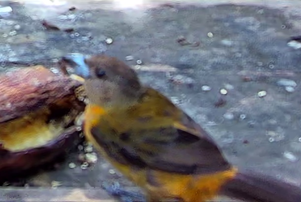 Flame-rumped Tanager