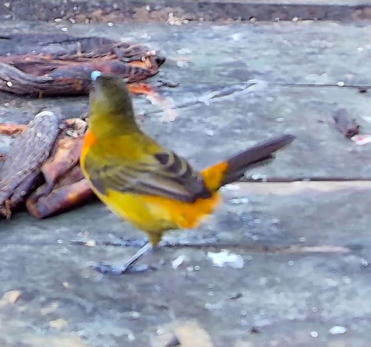 Flame-rumped Tanager