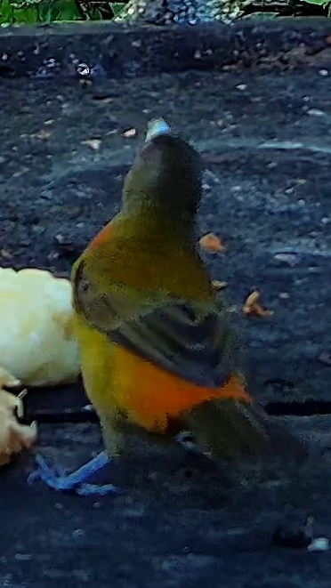 Orange-bellied Euphonia