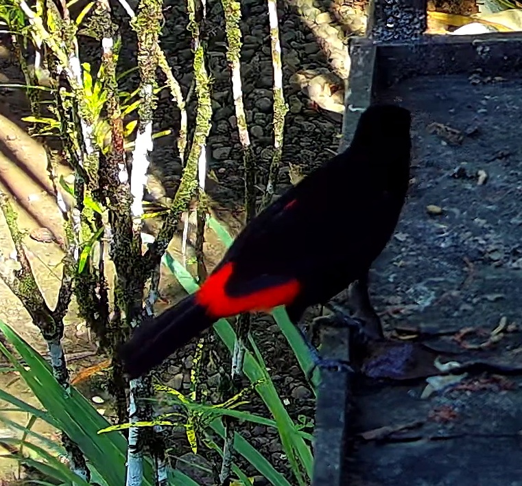 Cherrie's tanager