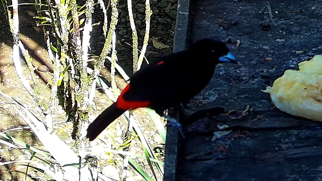 Flame-rumped Tanager