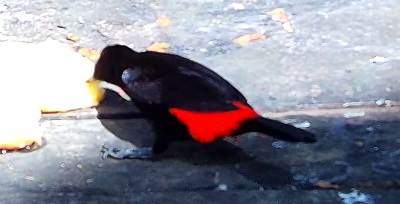 Flame-rumped Tanager
