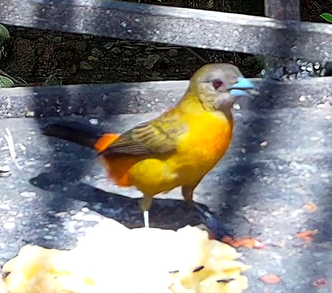 Flame-rumped Tanager