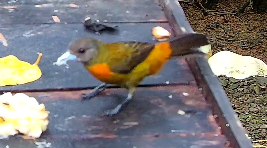 Passerini's Tanager