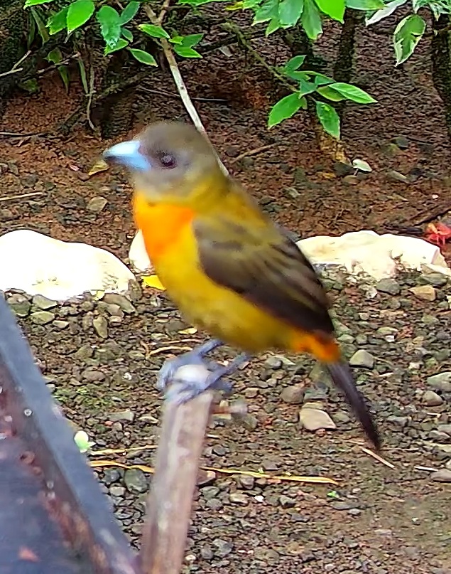 Flame-rumped Tanager