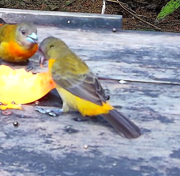 Orange-bellied euphonia