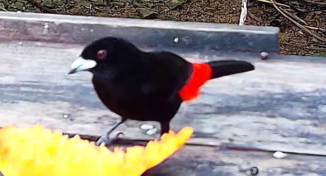 Scarlet-rumped Tanager