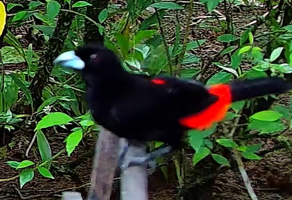 Scarlet-rumped Tanager