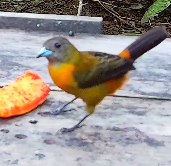 Flame-rumped Tanager