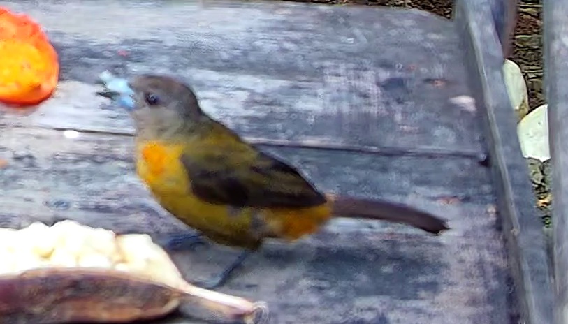 Flame-rumped Tanager