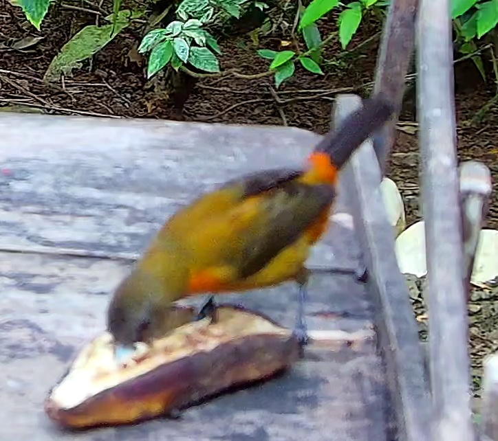 Flame-rumped Tanager