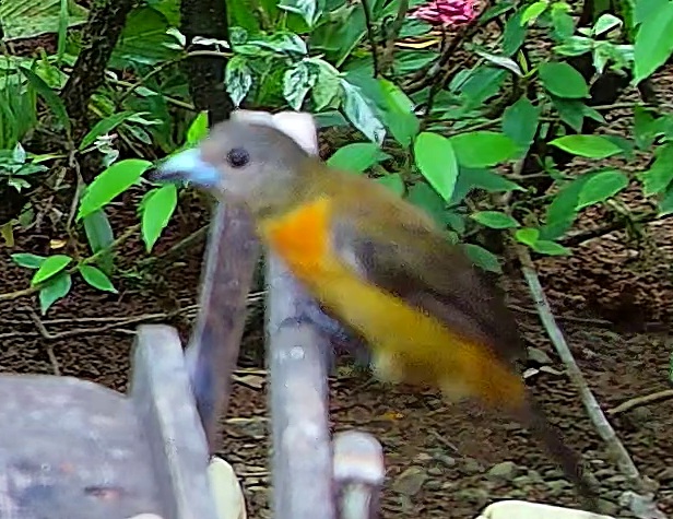 Flame-rumped Tanager