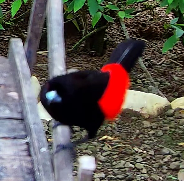 Scarlet-rumped Tanager