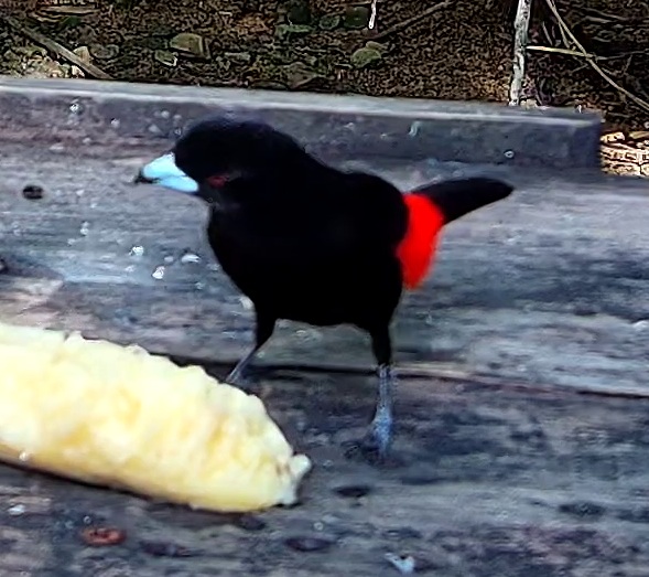 Flame-rumped Tanager