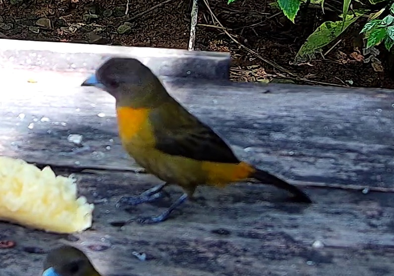 Flame-rumped Tanager