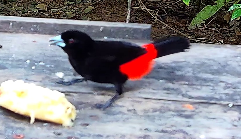 Flame-rumped Tanager