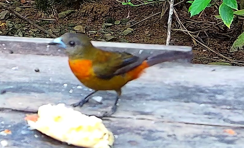 Flame-rumped Tanager