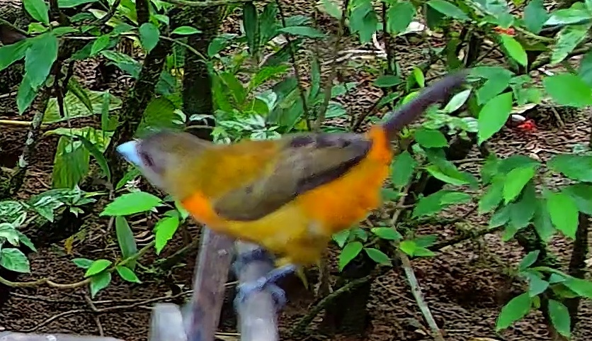 Flame-rumped Tanager