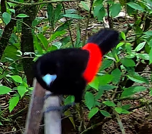 Flame-rumped Tanager