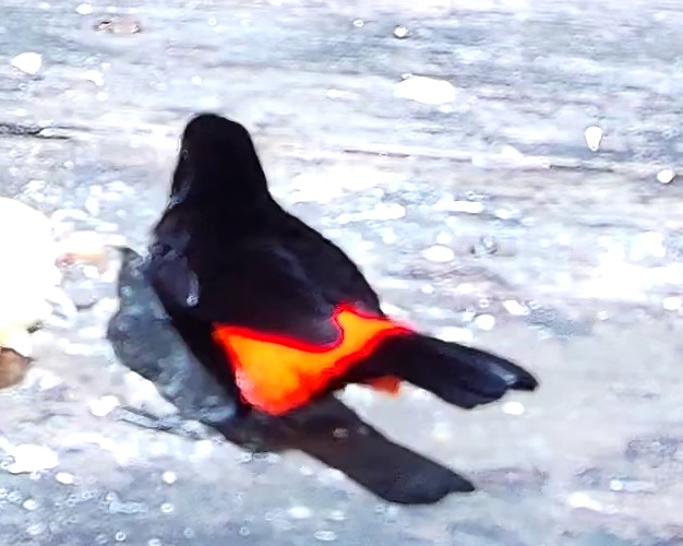 Scarlet-rumped Tanager