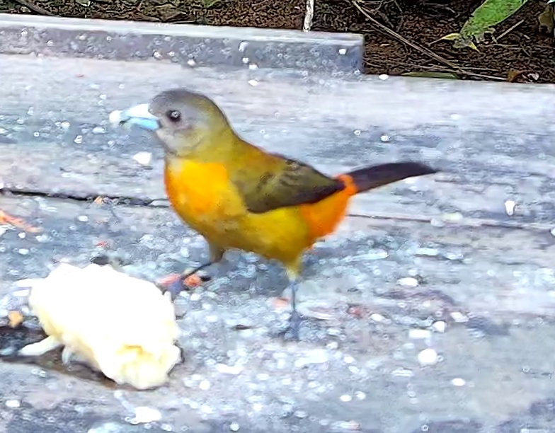 Flame-rumped Tanager