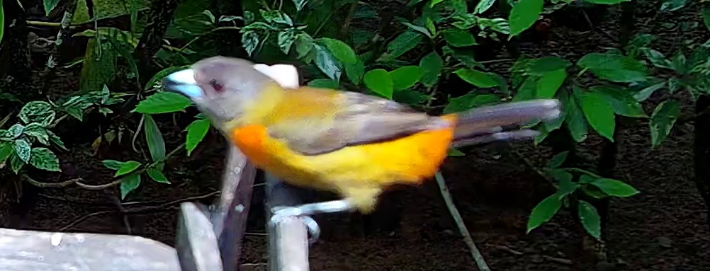 Flame-rumped Tanager