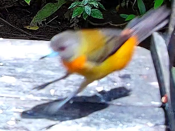 Gray-headed Tanager