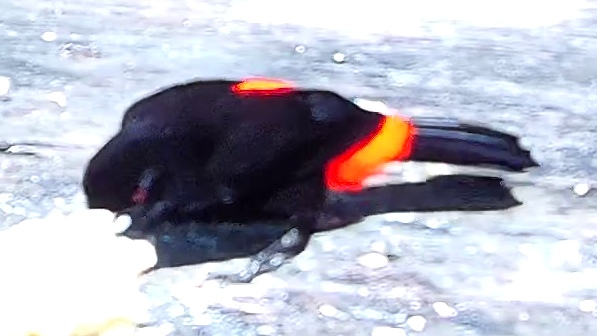 Cherrie's tanager