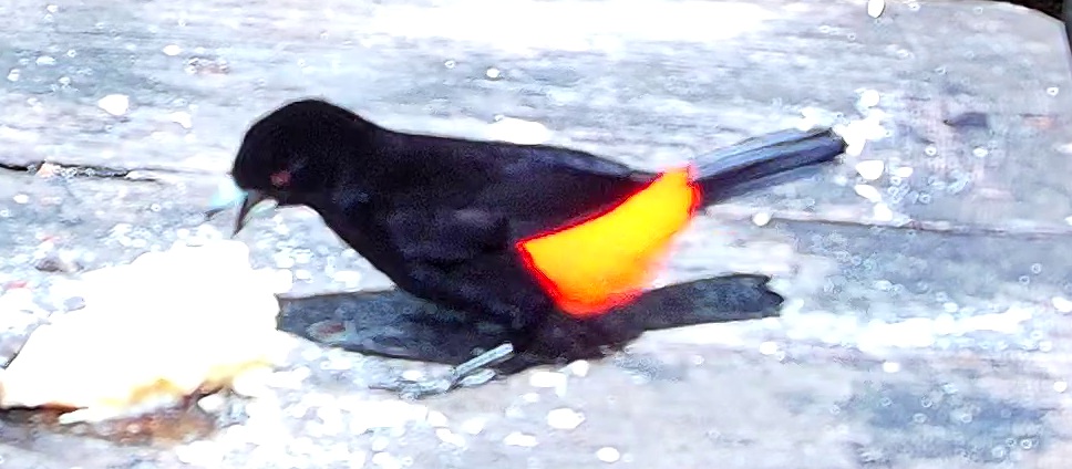 Scarlet-rumped Tanager