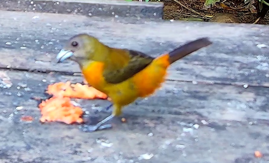 Flame-rumped Tanager