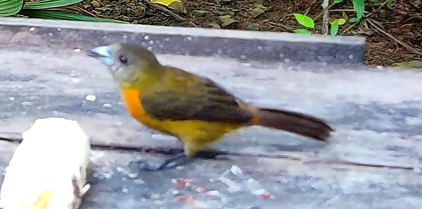 Flame-rumped Tanager