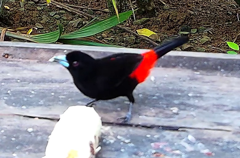 Scarlet-rumped Tanager