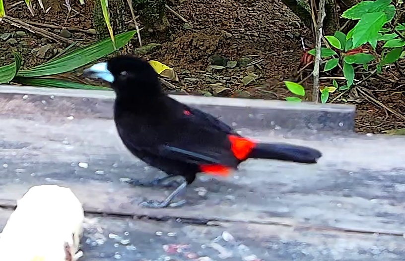 Scarlet-rumped Tanager