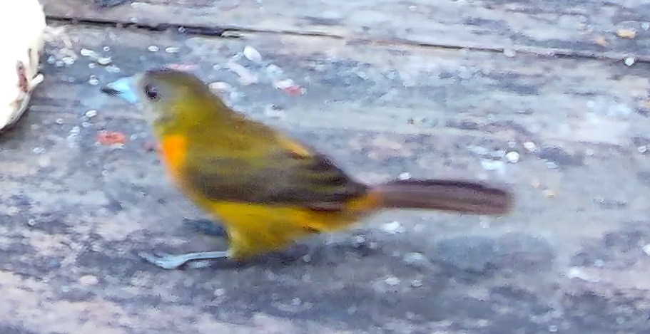 Crimson-backed Tanager