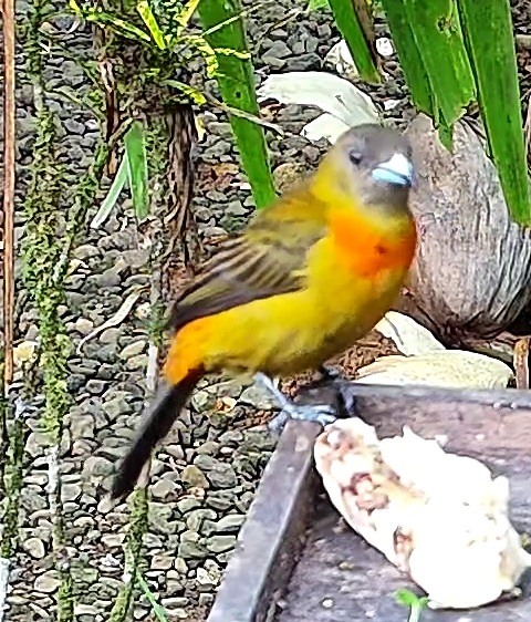 Flame-rumped Tanager