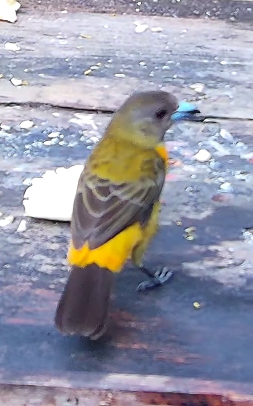 Flame-rumped Tanager