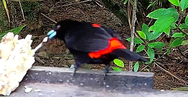 Flame-rumped Tanager