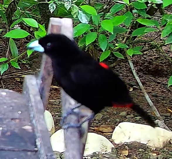 Scarlet-rumped Tanager
