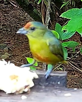 Violaceous euphonia