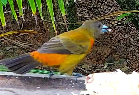 Flame-rumped Tanager