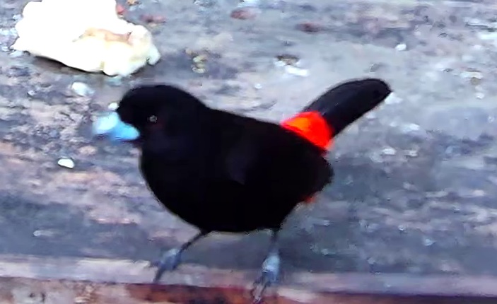 Scarlet-rumped Tanager
