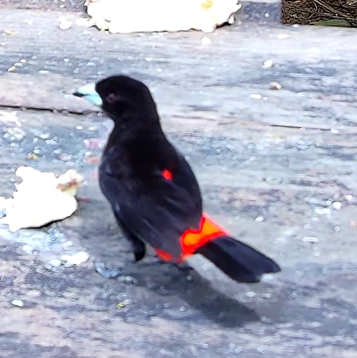 Scarlet-rumped Tanager