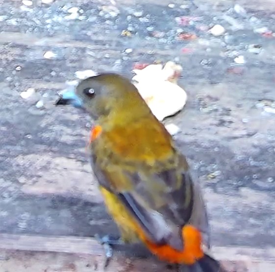 Cherrie's Tanager