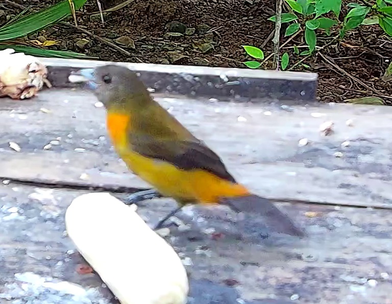 Flame-rumped Tanager
