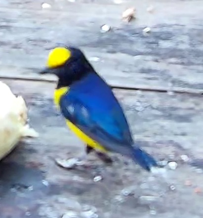 Violaceous euphonia
