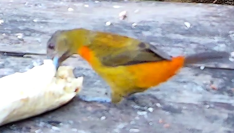 Flame-rumped Tanager