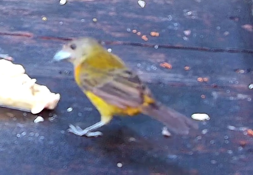 Flame-rumped Tanager
